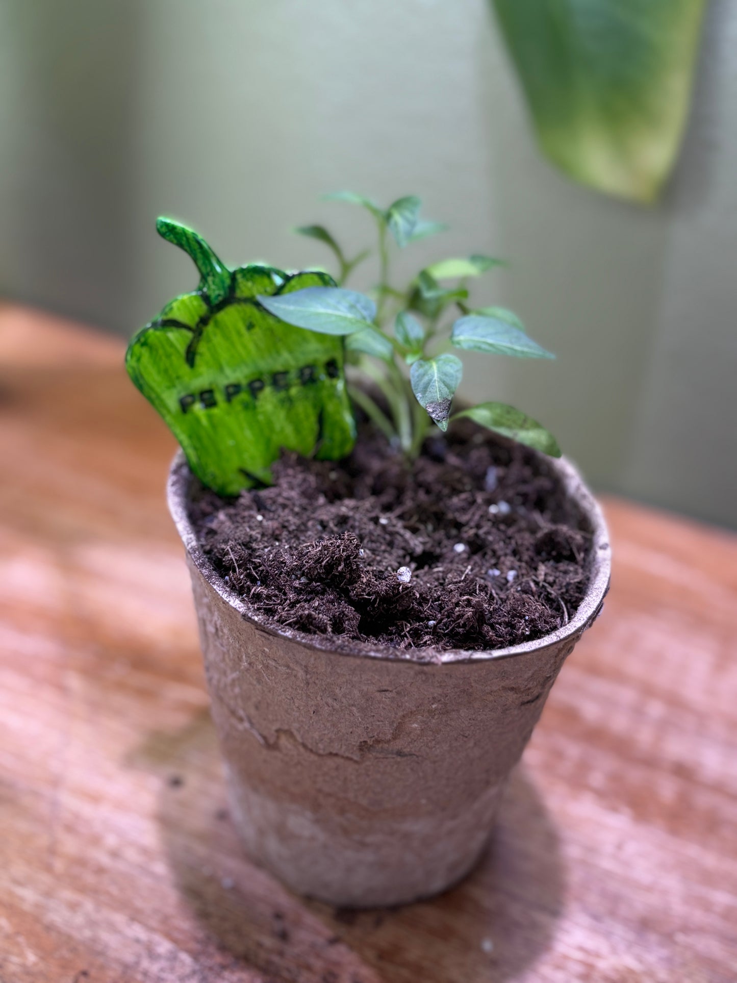Vegetable Stakes